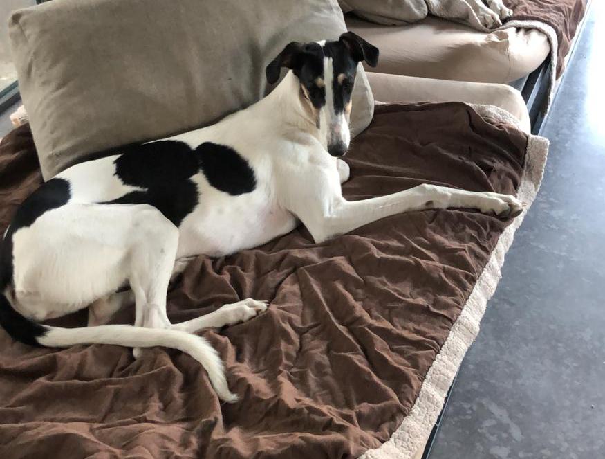 Chart Polski Liebhaber gesucht